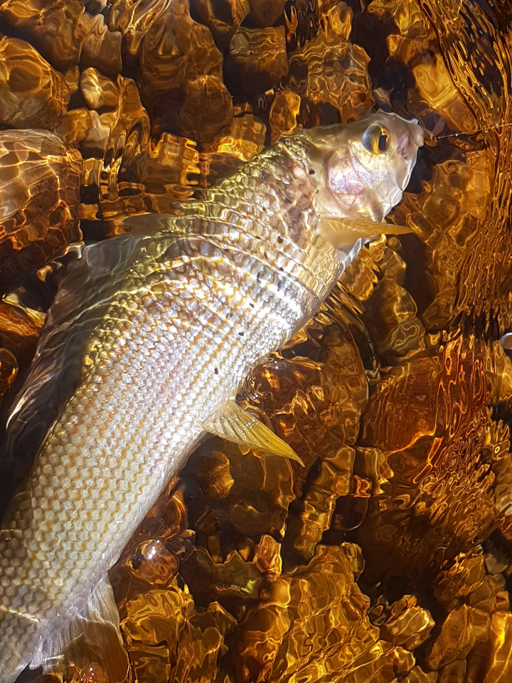 bel ombre de l'albarine pris à la pêche à la mouche