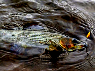 Pêche en Laponie Suédoise